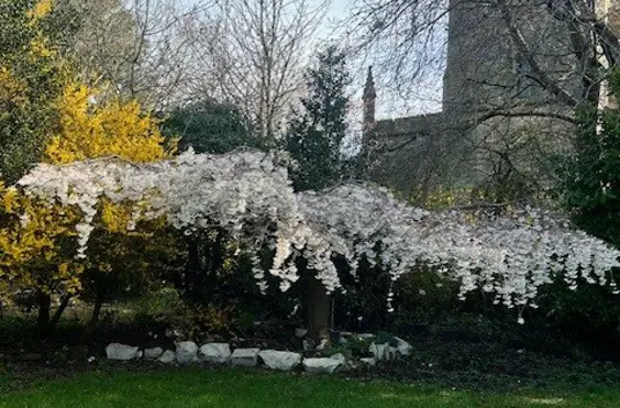 Hillcrest Residential Home - Photo of the garden where applicable