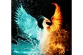 Aphoenix Care - A company logo