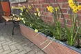 Elvaston Lodge Nursing Home - Photo of the garden where applicable