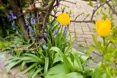 Bourne Hill Care Home - Photo of the garden where applicable